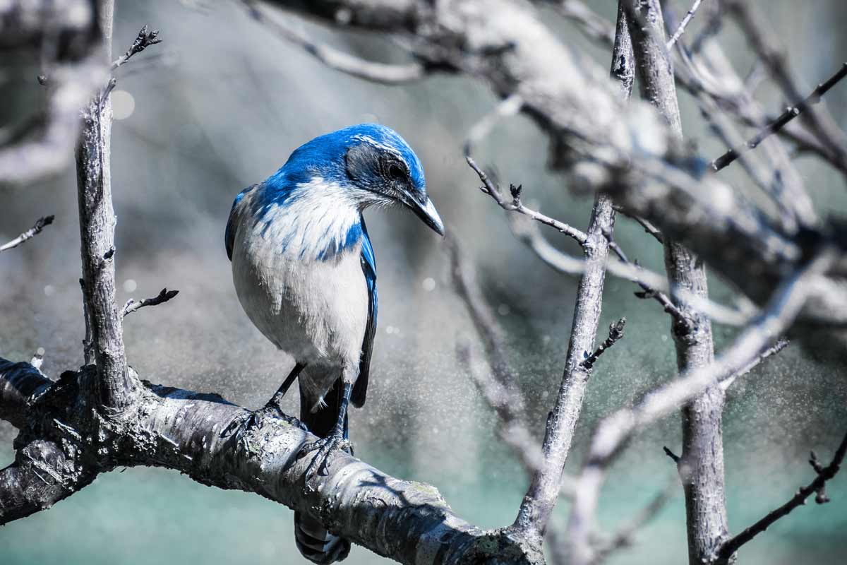 Blue Jay Meanings and animal symbolism